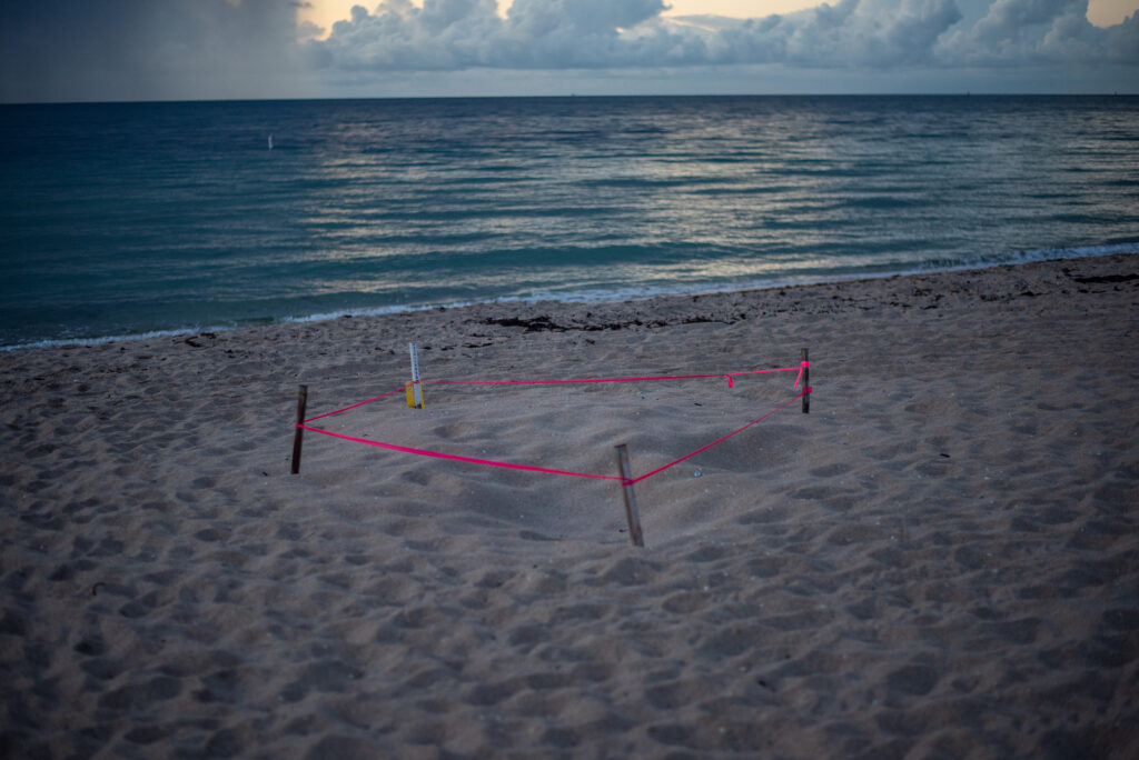 B Ocean Resort Fort Lauderdale Beach | Experience Sea Turtle Nesting Season at B Ocean Resort Fort Lauderdale Beach